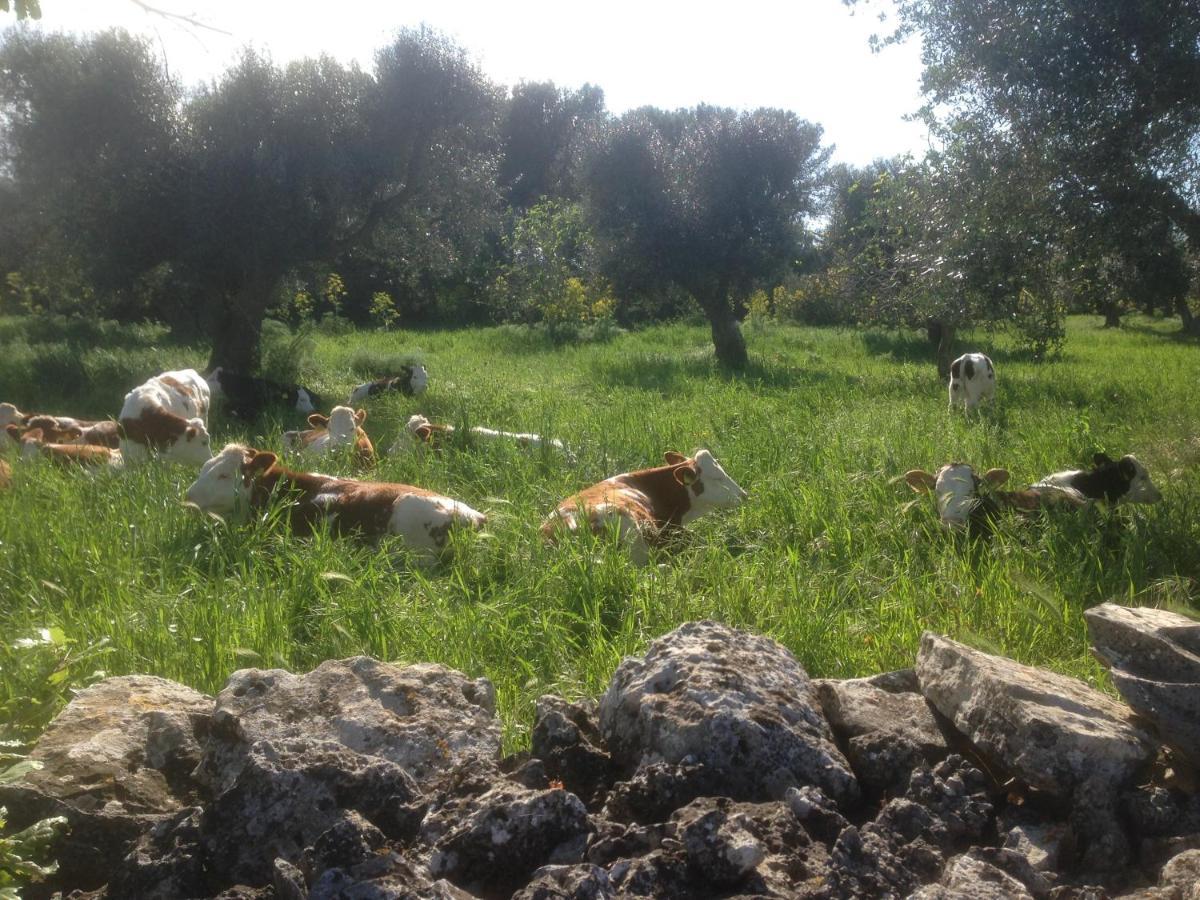 B&B Masseria Nuove Caselle 빌라 카스텔리 외부 사진