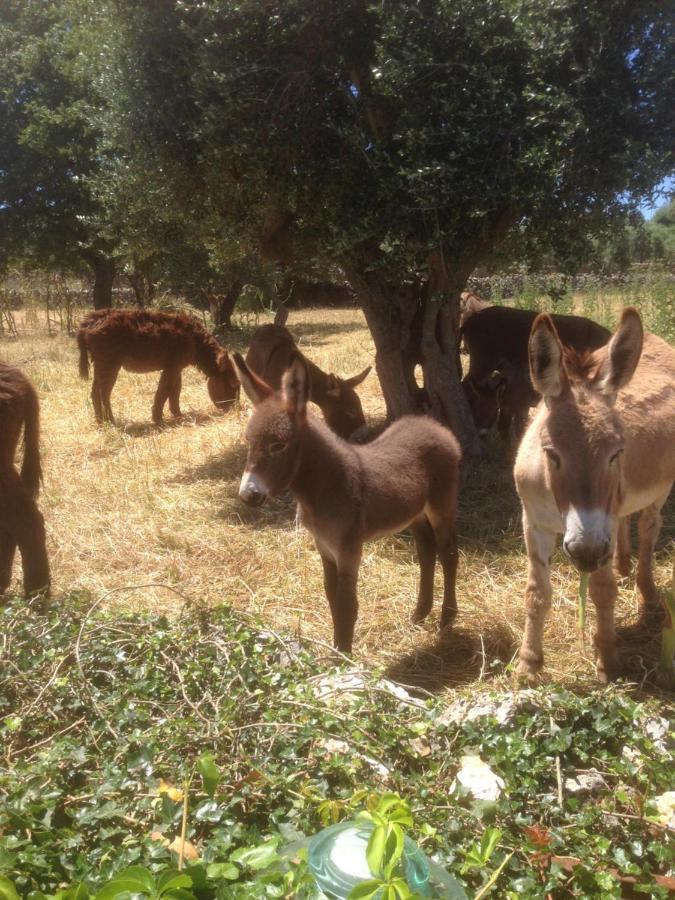 B&B Masseria Nuove Caselle 빌라 카스텔리 외부 사진